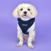 Authentic Puppia RiteFit Harness with Adjustable Neck - Navy / Small (Pack of 2) - image 4