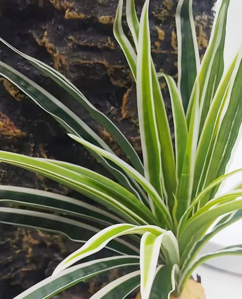 Reptile Plants Terrarium Decor, Reptile Tank Decorations - Fake Spider Plants - image 4