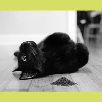 Catnip, All Natural Premium Catnip (8 oz Thick Cut)