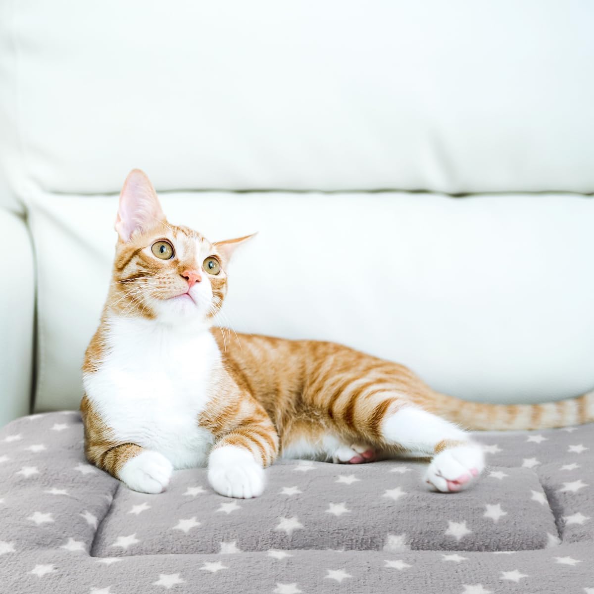 2 Pack Cat Blanket for Indoor Cats - Stars / 22X15 in - image 4