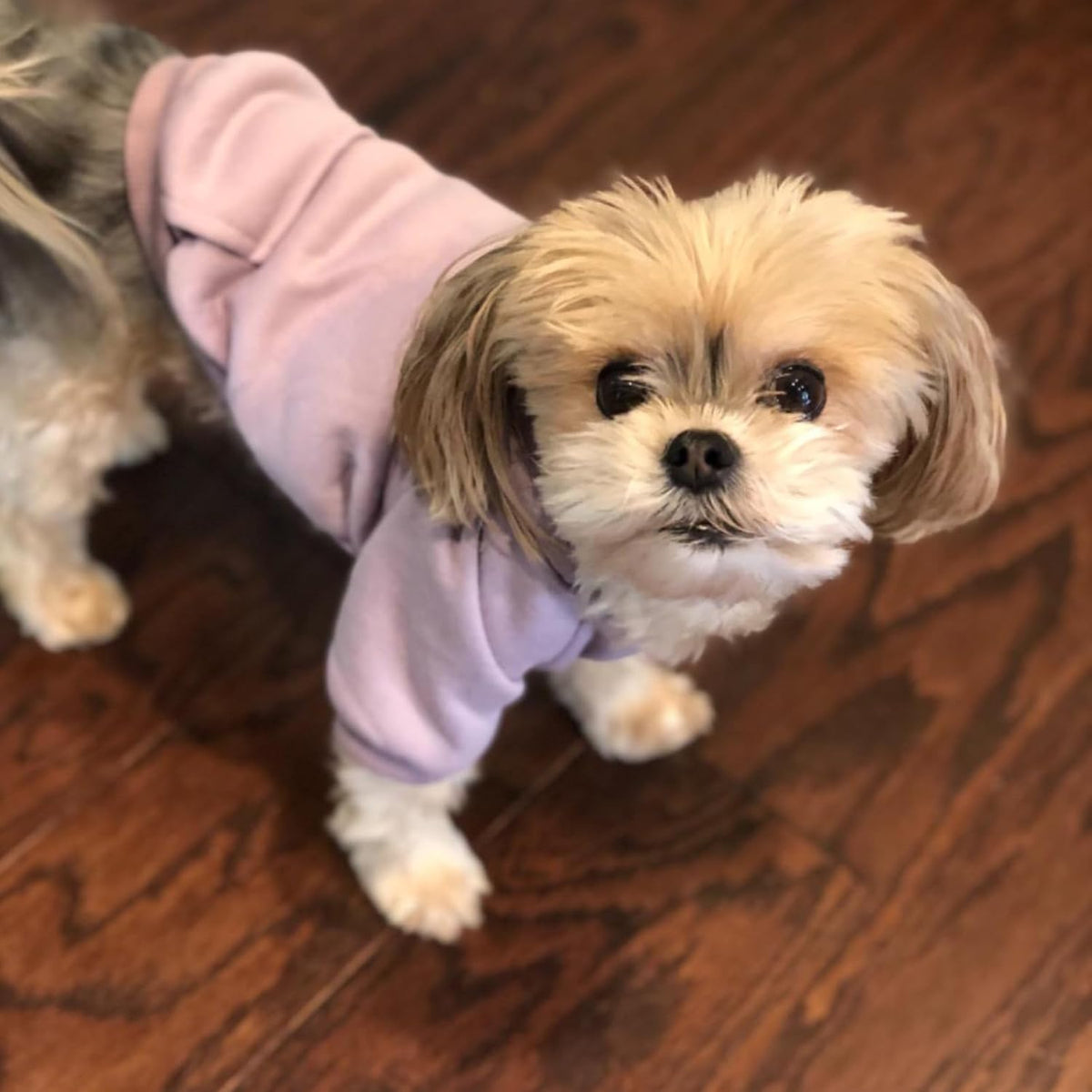 Soft Dog Hoodies for Small Dogs - Purple / XX-Small - image 2