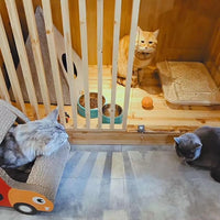 Disposable Litter Boxes for Kittens - Multi-Value (15 Pack), Kitten, Rabbit, and Senior Cat, Shallow, Small, Sanitary Must-Have 16.5 x 12.5 x 2 in.