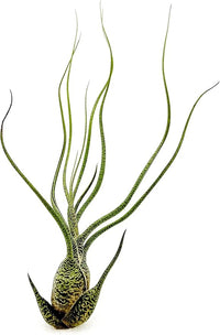 Live Air Plants - Tillandsia Butzii, Jumbo 7-9" - 3ct - Live Arrival Guaranteed - House Plants for Home Decor & Gift