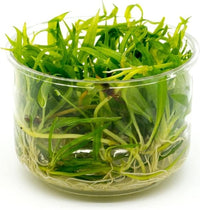 Ultum Nature Systems Echinodorus Magdalenensis Sword Tissue Culture Live Plant for Aquarium, Freshwater Fish Tank, Aquascaping - 100% Snail Free in Vitro