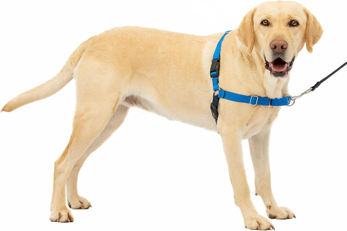 PetSafe Easy Walk Harness, No Pull Dog Harness, Royal Blue - Royal Blue/Navy / Large / 1