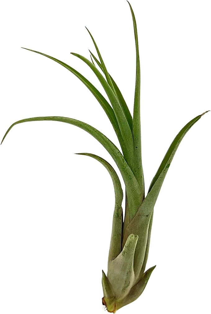 Live Air Plant – Tillandsia Capiput, Jumbo 6-9” - 1ct - Live Arrival Guaranteed - House Plants for Home Decor & Gift