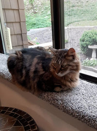 Purrched Cat Window Perch – Essentials for Cats - image 2