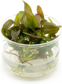 Ultum Nature Systems Echinodorus Rose Sword Tissue Culture Live Plant for Aquarium, Freshwater Fish Tank, Aquascaping - 100% Snail Free in Vitro