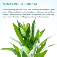 Live Plant - Nomaphila Stricta - Easy Care, Moderate to High Light, Green Accent, Freshwater Aquatic Plant for Aquascaping - Lead Bunch