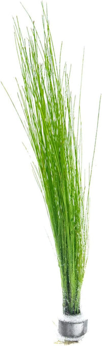 Live Aquarium Stem Plants - Freshwater Aquatic Plant for Fish Tanks, Aquascaping - (Eleocharis Vivipara, 1 Bunch)