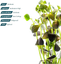 Live Plant - Purple Bacopa (Bacopa salzmannii) - Moderate Care, Moderate to High Light, Purple and Violet Accent, Freshwater Aquatic Plant for Aquascaping - Lead Bunch
