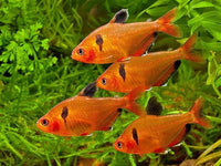 Aquatic Foods Inc. Tropical Fish Flakes, Mix of Krill, Color Enhancing, Spirulina Flakes for Cichlids, Angels, Tetras, Guppies. 12-Type Pellet Mix & 4-Type Wafers Included...WL 1/2-lb Foil Bag