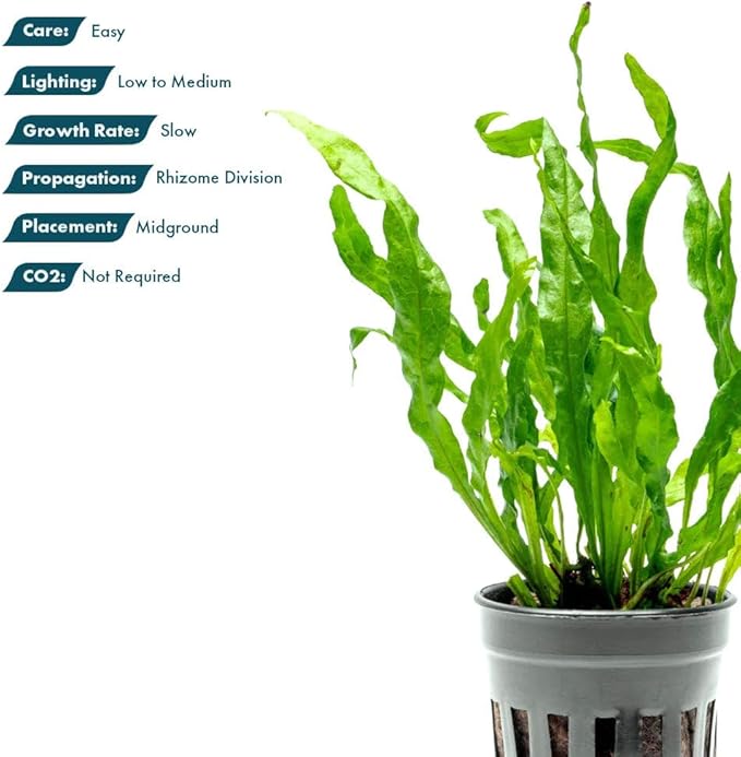 Live Plants - Java Fern ‘Flaming’ (Microsorum pteropus 'Flaming') - Low to Medium Light, Bright Green Accent Aquatic Plant, Midground Placement - Rhizome Growth - Pot, 3 Pack