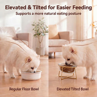 Small Glass Tilted Elevated Cat Dog Bowl Raised Cat Food Water Bowl - Small / Glass - image 3