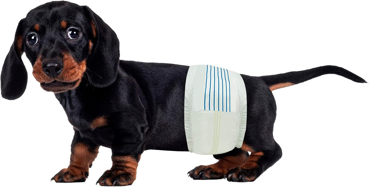 BV Dog Diapers Male X-Small Super Absorbent - Small / 50