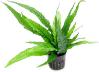 Java Fern Live Aquarium Plants - Potted Freshwater Plant for Fish Tanks - Beginner Friendly, Low Light (Java Fern, 1 Pot)