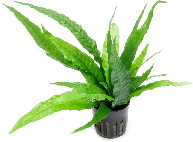 Java Fern Live Aquarium Plants - Potted Freshwater Plant for Fish Tanks - Beginner Friendly, Low Light (Java Fern, 3 Pots)