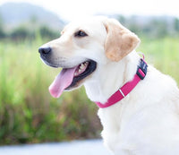Hyhug Pets Solid Color Classic Regular Heavy Duty Basic Collar for Medium Dogs, Unique Design Adjustment Triglide Slide (Buckle) Can Attached Name Tag Accessories. (Medium, Rose Red)