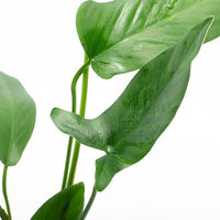 Anubias Live Aquarium Plants - Potted Freshwater Plant for Fish Tanks, Terrariums - Beginner Friendly Low Light (Hastifolia, 1 Pot)