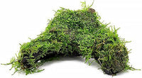 Live Aquarium Plants on Driftwood, Lava Rock, Moss Mat - Freshwater Fish Tank Plants (Christmas Moss, Driftwood (Medium))