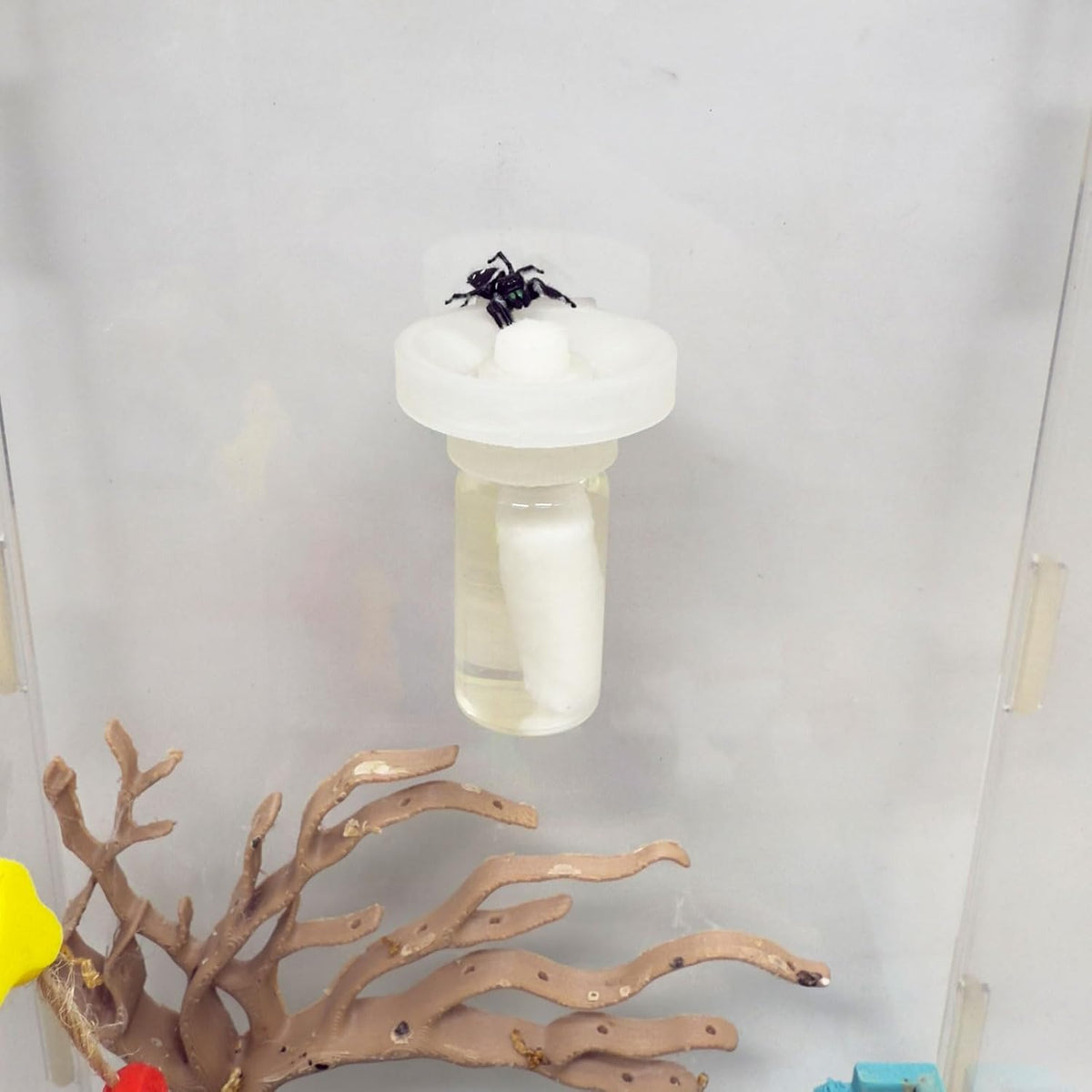 Jumping Spider Water Dispenser, Magnetic Hanging Feeder - Transparent / 5ML