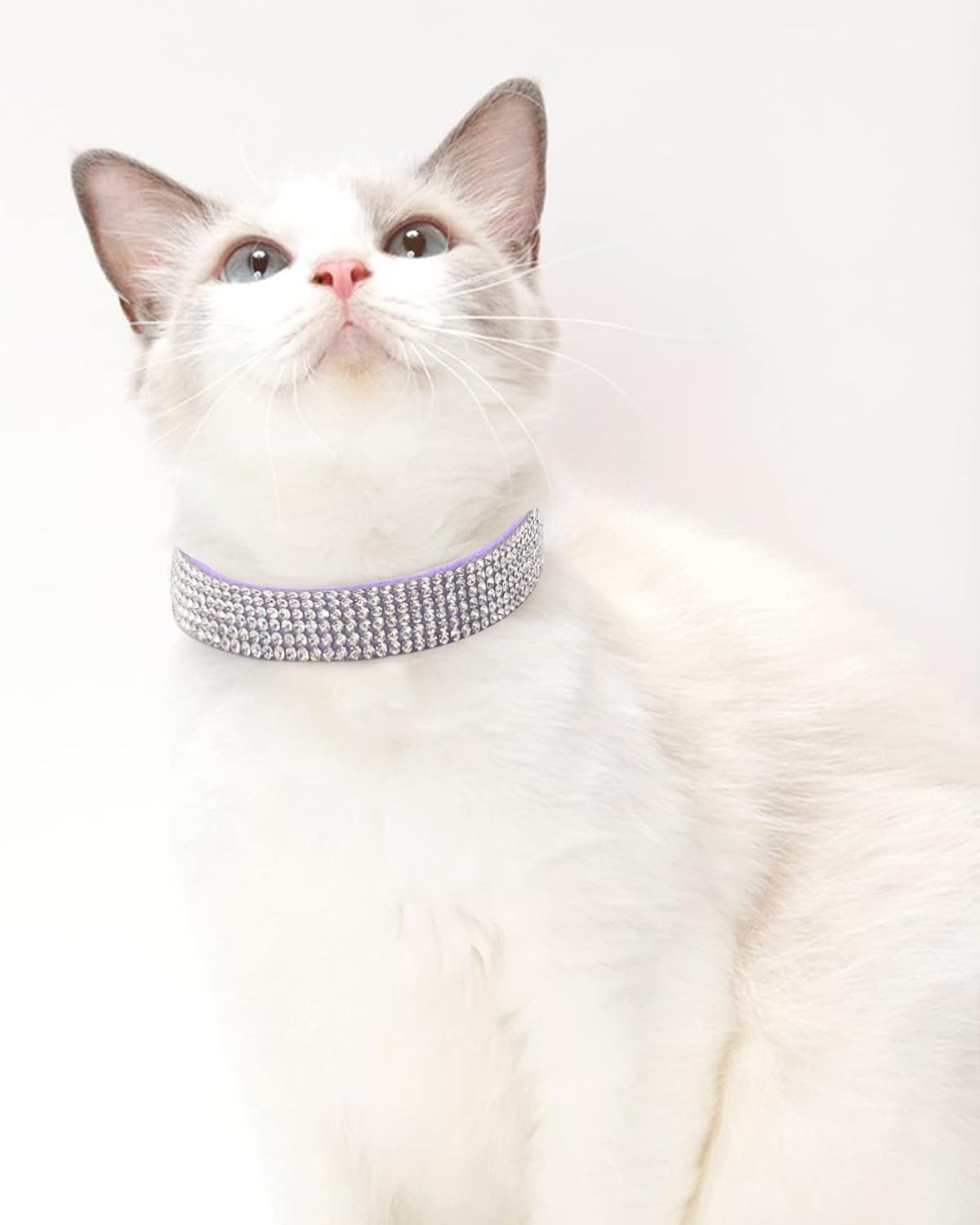 Dog Collar for Small Dogs - S / purple - image 3