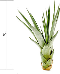 Air Plants - Tillandsia Fasciculata Tricolor, Large 4-6" - 2ct - Live Arrival Guaranteed - House Plants for Home Decor & Gift