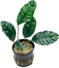 Anubias Live Aquarium Plants - Potted Freshwater Plant for Fish Tanks, Terrariums - Beginner Friendly Low Light (Barteri Coffeefolia, 5 Pots)