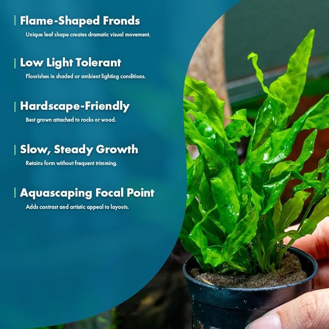 Live Plants - Java Fern ‘Flaming’ (Microsorum pteropus 'Flaming') - Low to Medium Light, Bright Green Accent Aquatic Plant, Midground Placement - Rhizome Growth - Pot, 3 Pack