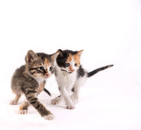 Hartz Powdered Kitten Milk Replacer Formula - 11Oz