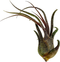 Air Plants - Tillandsia Pruinosa, Large 3-5" - 2ct - Live Arrival Guaranteed - House Plants for Home Decor & Gift