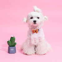 PET SHOW Holiday Dog Bowties Flowers for Small Dogs Slide on Collar – Essentials for Dogs - Multicolor - image 4