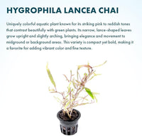 Live Plants – Chai Hygrophila (Hygrophila lancea 'Chai') – Medium to High Light, Pink and Reddish Accent Aquatic Plant, Midground Placement – Stem Growth – Pot – 1 Pack