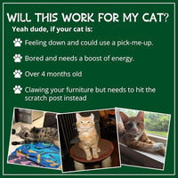 Organic Catnip by Cat Kush, Safe Premium Blend Perfect for Cats, Instilled with Maximized Potency your Kitty is Guaranteed to Go Crazy for! (1 Cup)