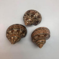 PEPPERLONELY 2 PC Hermit Crab Shells, Turbo Shells - 4#. Brown, 2 Inch ~ 2-1/4 Inch - image 4