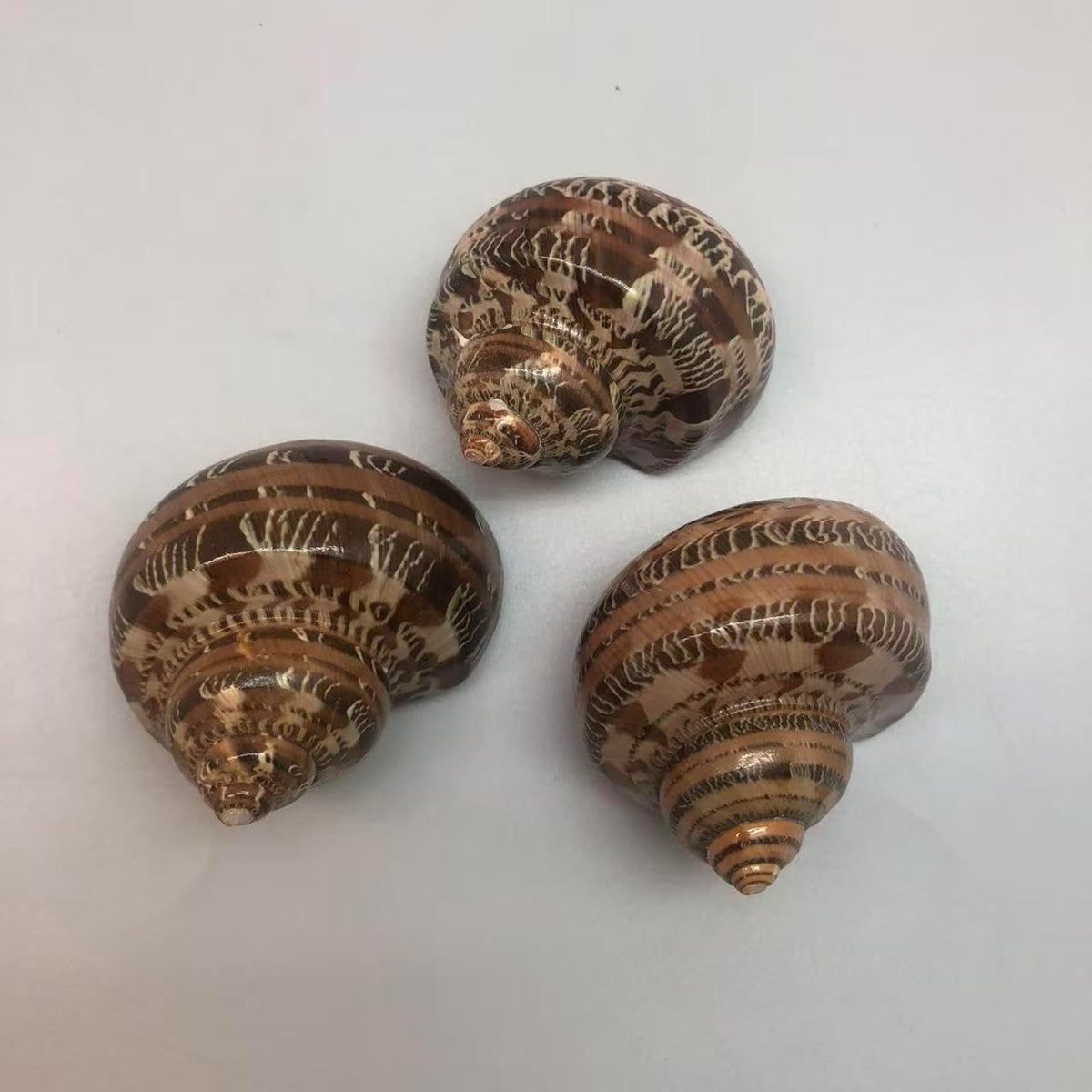 PEPPERLONELY 2 PC Hermit Crab Shells, Turbo Shells - 4#. Brown, 2 Inch ~ 2-1/4 Inch - image 4
