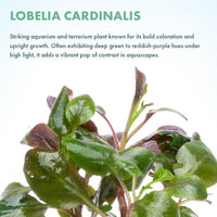 Live Plants - Cardinal Flower (Lobelia cardinalis) - Moderate to High Light Aquarium Display, Bright Green Accent, Midground Placement for Aquascaping, Stem Aquatic Plant - Pot