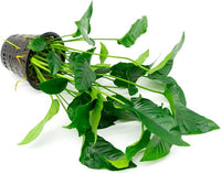 Anubias Live Aquarium Plants - Potted Freshwater Plant for Fish Tanks, Terrariums - Beginner Friendly Low Light (Barteri Striped, Mother Plant)