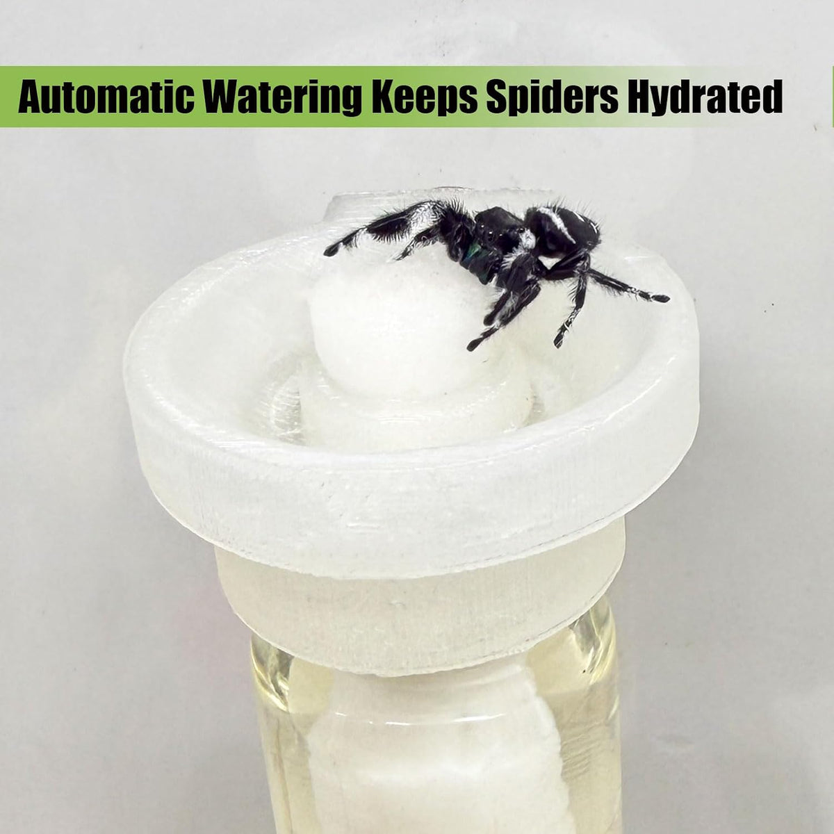 Jumping Spider Water Dispenser, Magnetic Hanging Feeder - Transparent / 5ML - image 2