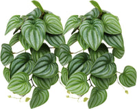 2Pack Reptile Plants for Terrarium - I-fake Calathea Orbifolia
