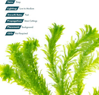 Live Plant - Anacharis (Egeria densa) - Easy Care, Low to Medium Light, Bright Green Accent, Freshwater Aquatic Plant for Aquascaping - Lead Bunch