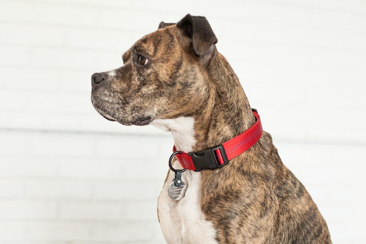 FreezeTag Dog Tag Silencer and Connector, One Size, Graphite – Essentials for Dogs - image 2
