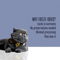 Whole Life Cat Just One Salmon Freeze Dried Cat Treats - Human Grade High Protein Food, Healthy Training Snacks, Freeze Dried Salmon Food Toppers, USA Made Natural Treats - 8 oz (Pack of 1)