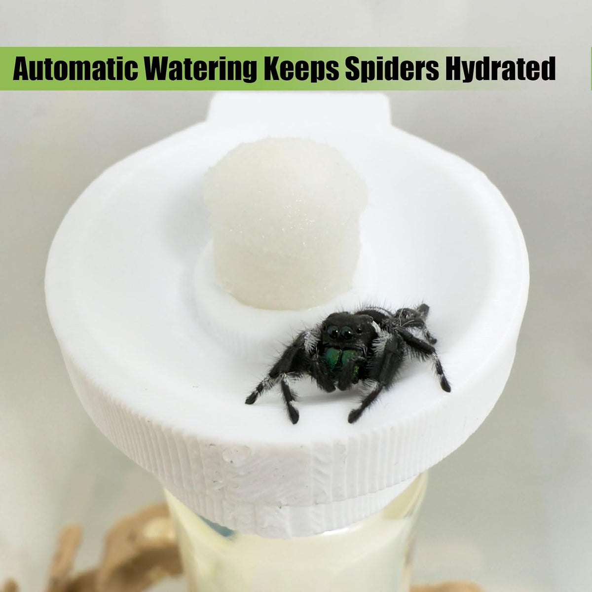 Jumping Spider Water Dispenser, Magnetic Hanging Feeder - White / 10ML - image 2
