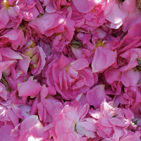 Aromatics International Rose Otto Damascena Hydrosol 100ml | Luxurious Floral Aromatic Mist