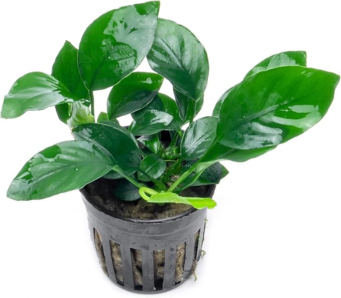 Anubias Live Aquarium Plants - Potted Freshwater Plant for Fish Tanks, Terrariums - Beginner Friendly Low Light (Barteri, 5 Pots)