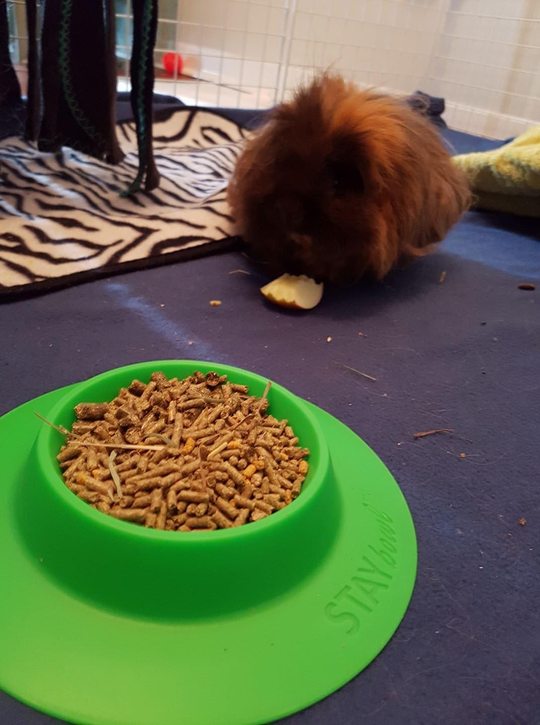 Tip-Proof Bowl for Guinea Pigs and Other Small Pets - Large - image 3