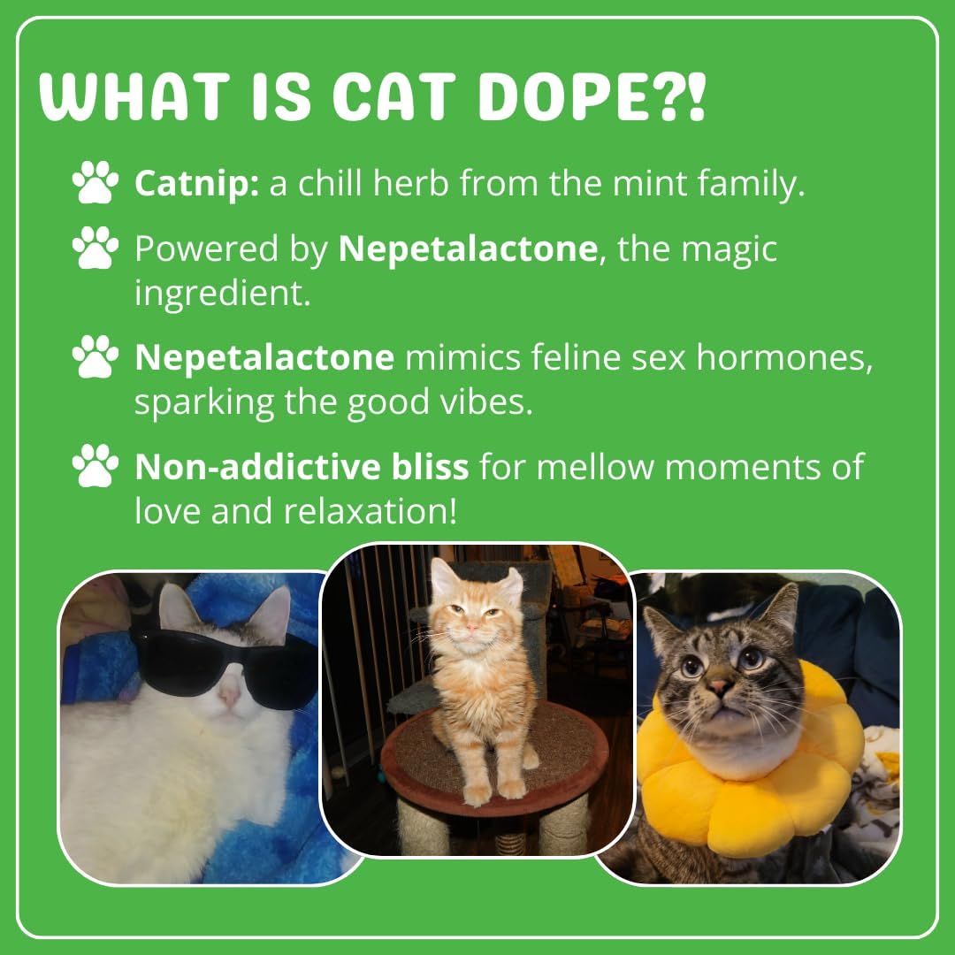 Catnip, 100% Natural Cat Nip Blend That Energizes and Excites Cats – Essentials for Cats - image 2