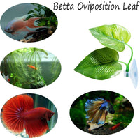 CousDUoBe 2 Pack Betta Fish Leaf Pad Improves Betta's Health - 2 Pack - image 2