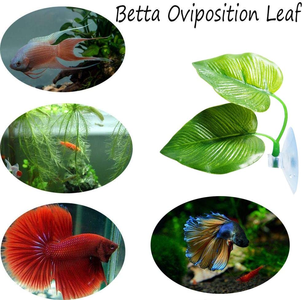 CousDUoBe 2 Pack Betta Fish Leaf Pad Improves Betta's Health - 2 Pack - image 2